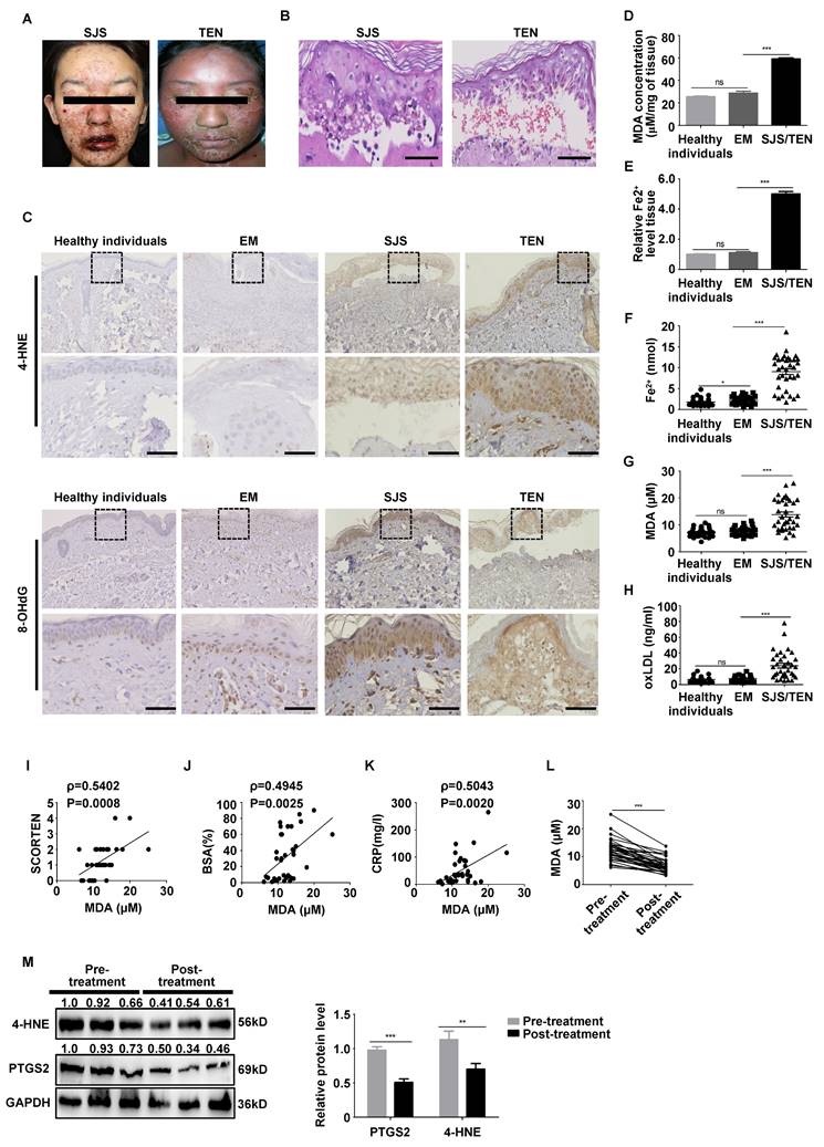 Int J Biol Sci Image