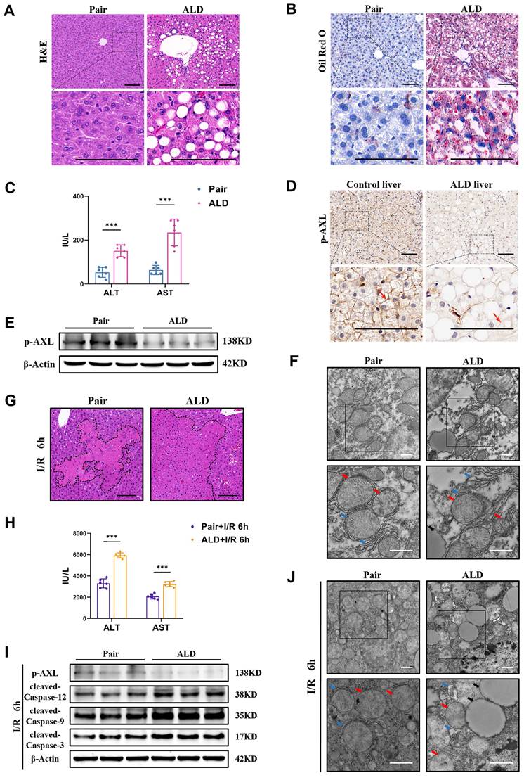 Int J Biol Sci Image