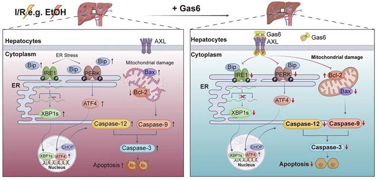 Int J Biol Sci Image