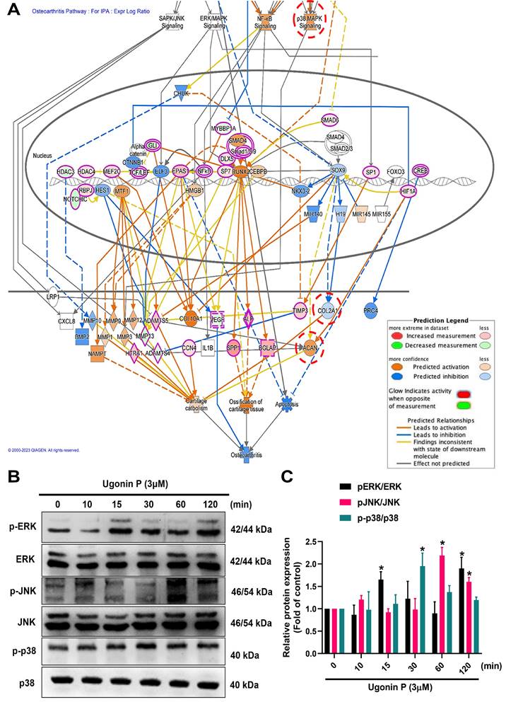 Int J Biol Sci Image