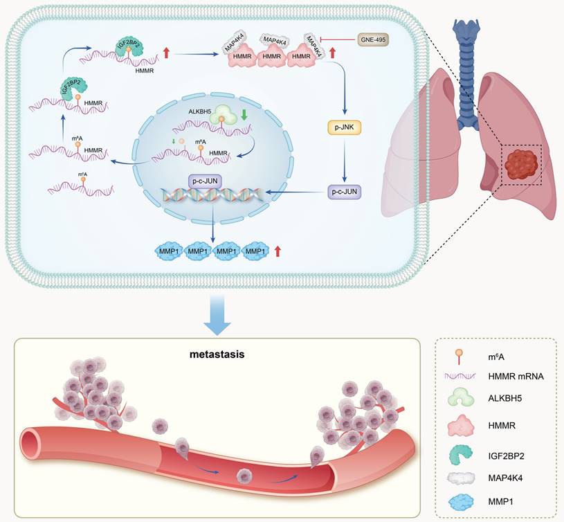 Int J Biol Sci Image