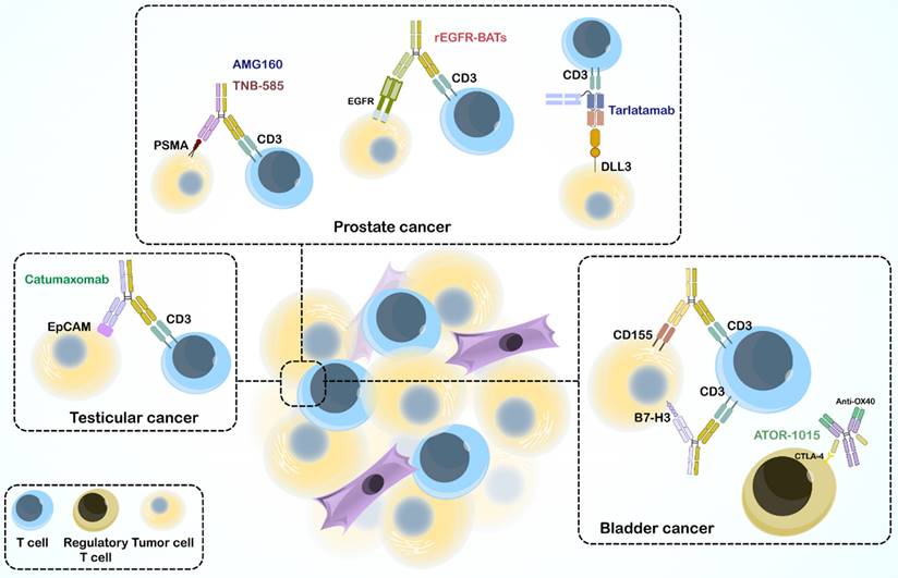 Int J Biol Sci Image