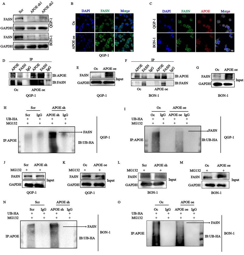 Int J Biol Sci Image