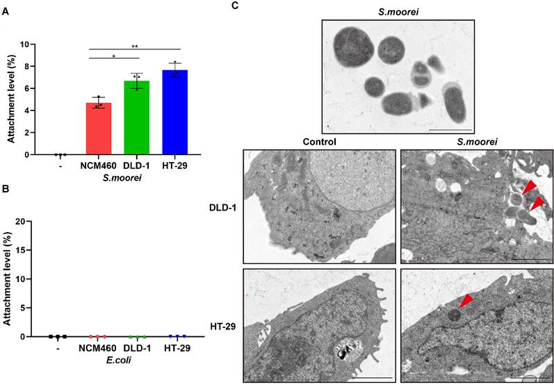 Int J Biol Sci Image