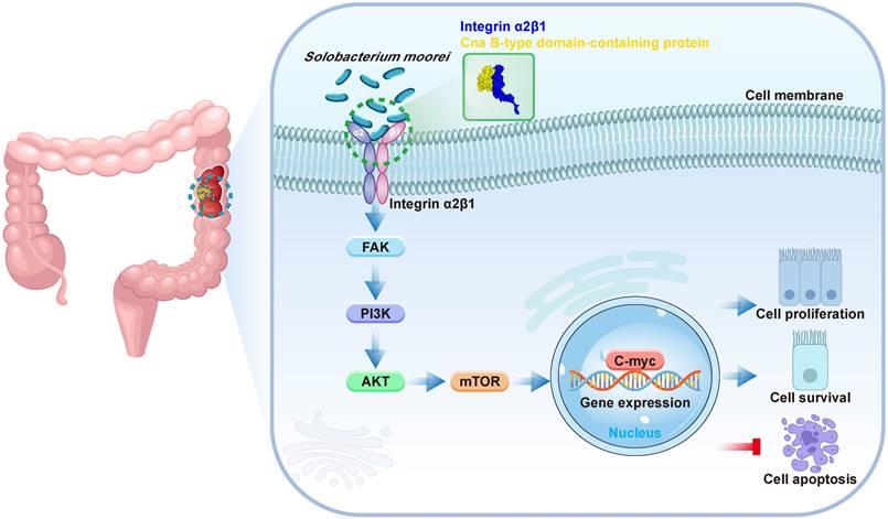 Int J Biol Sci Image