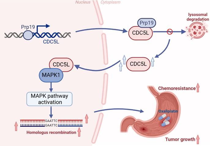 Int J Biol Sci Image