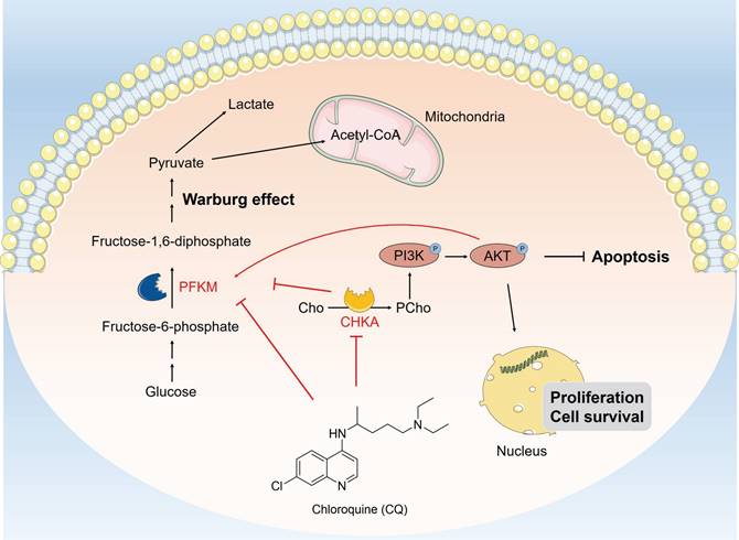 Int J Biol Sci Image