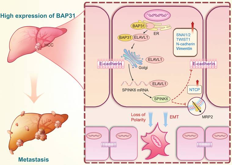 Int J Biol Sci Image