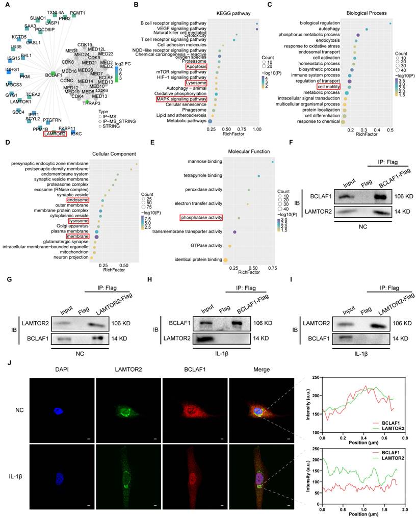 Int J Biol Sci Image