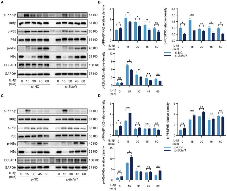 Int J Biol Sci Image