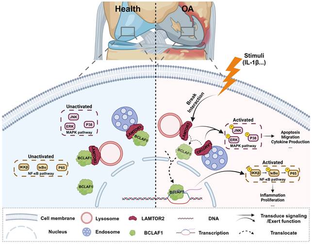 Int J Biol Sci Image