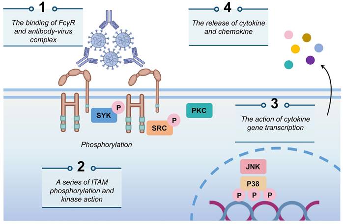 Int J Biol Sci Image