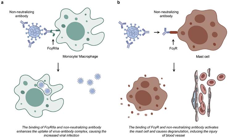 Int J Biol Sci Image