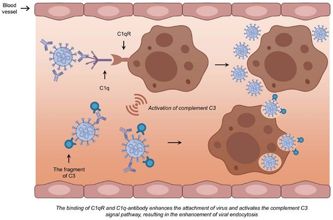 Int J Biol Sci Image