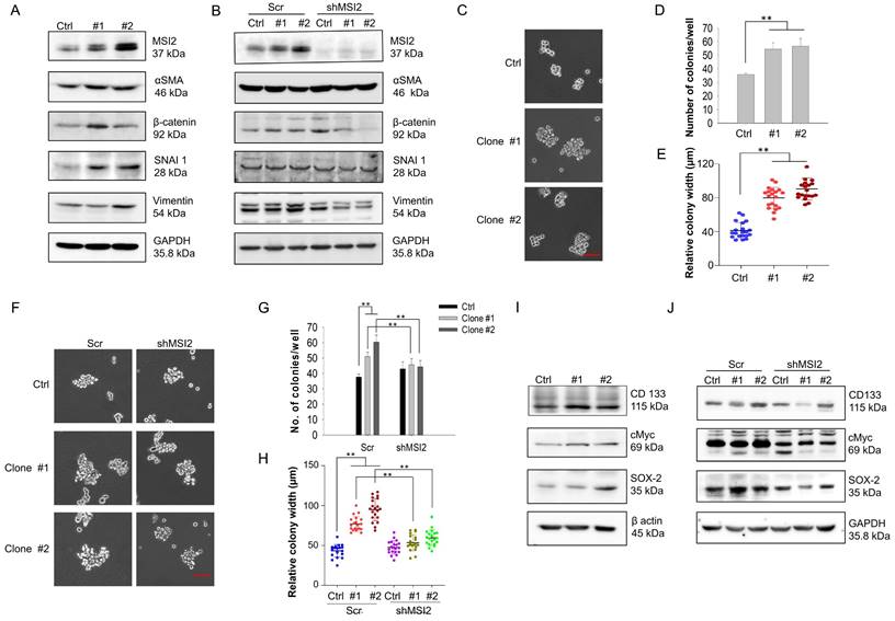 Int J Biol Sci Image