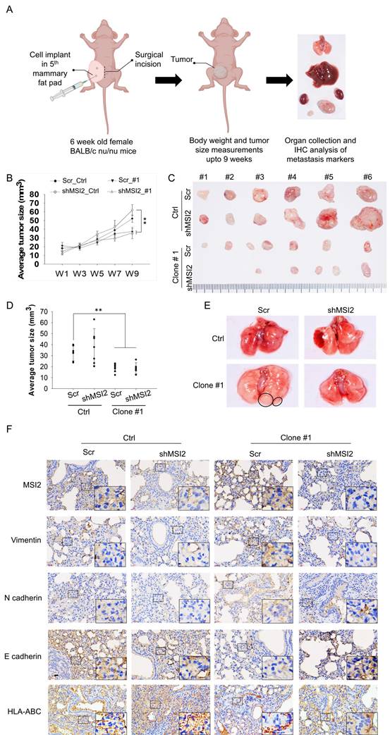 Int J Biol Sci Image