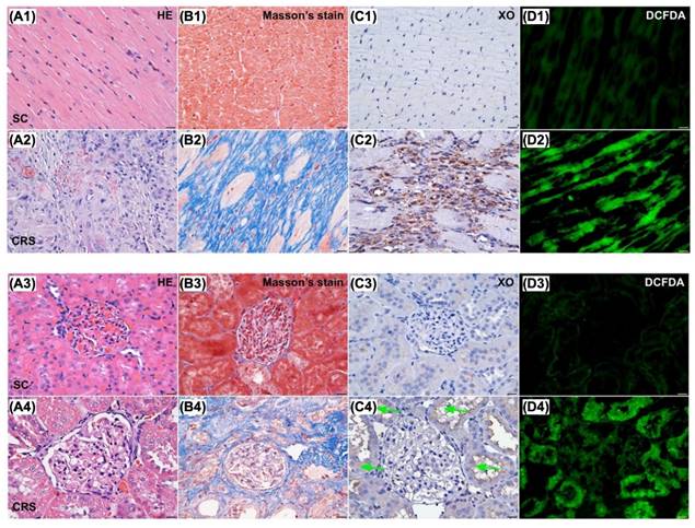 Int J Biol Sci Image