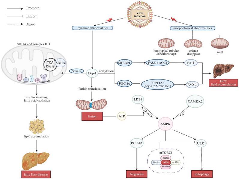 Int J Biol Sci Image