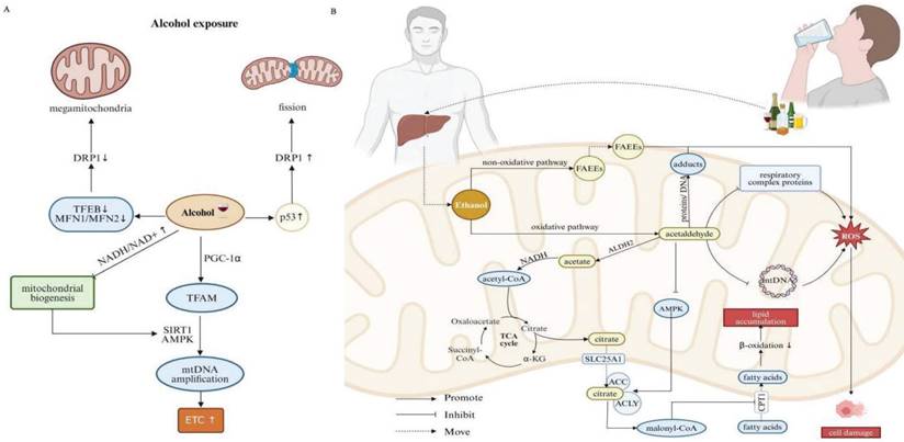 Int J Biol Sci Image