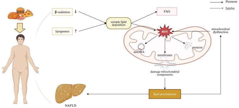 Int J Biol Sci Image