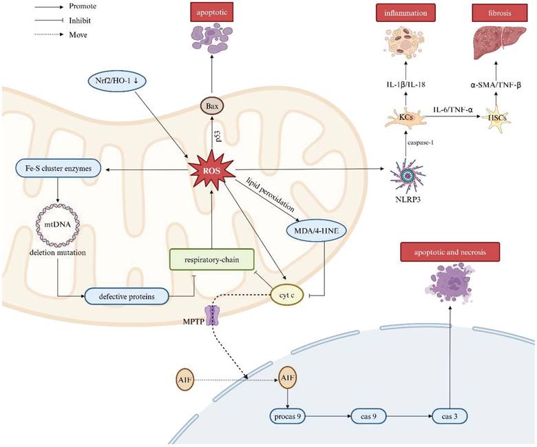 Int J Biol Sci Image