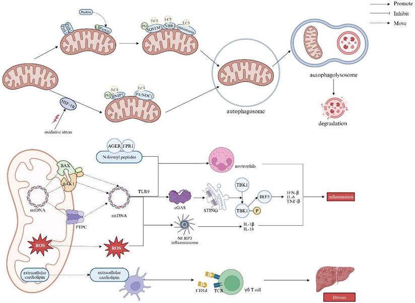 Int J Biol Sci Image