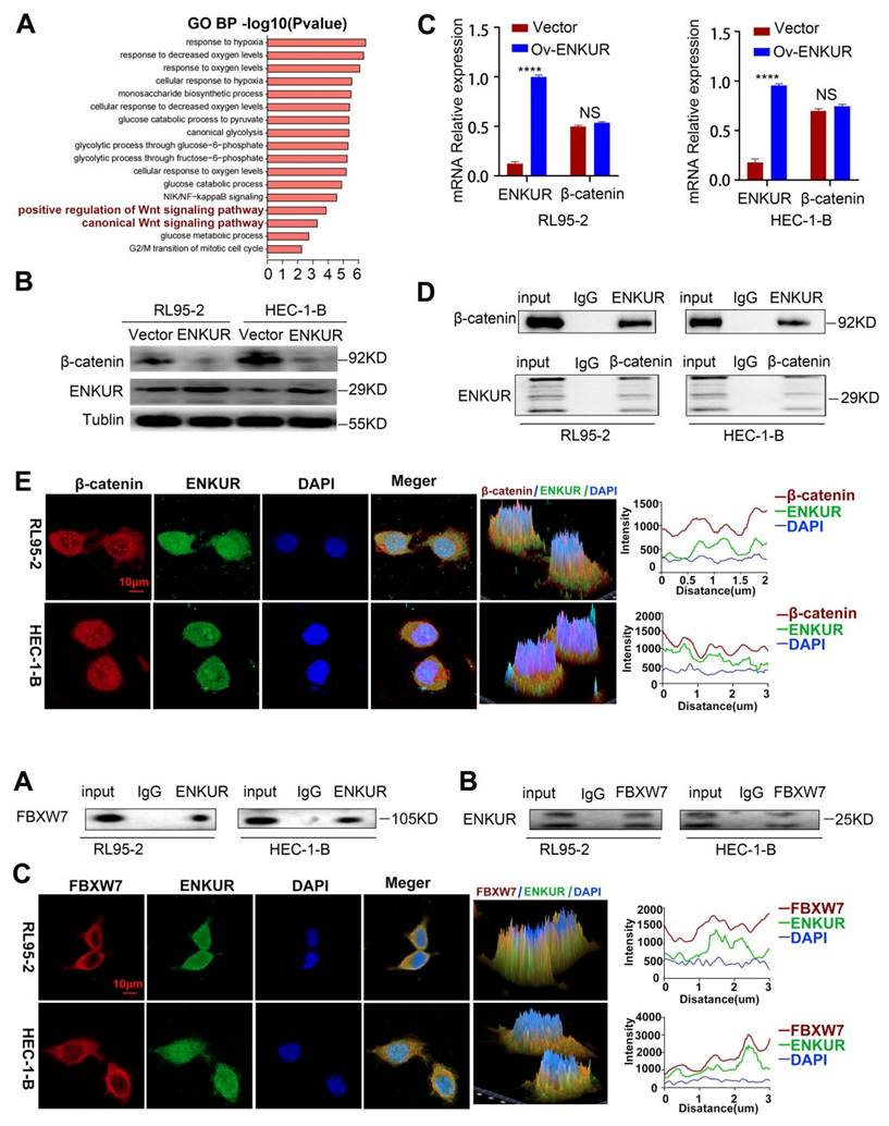 Int J Biol Sci Image