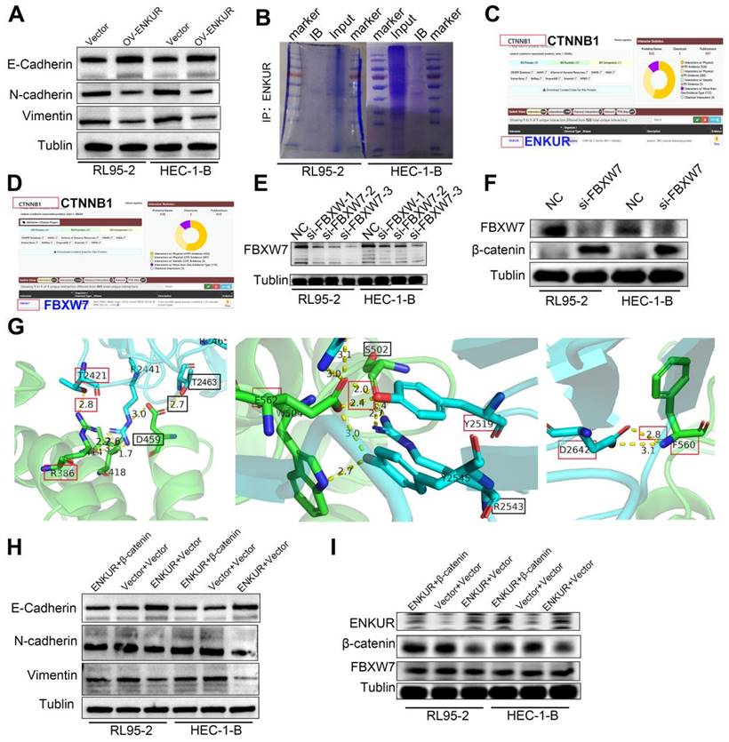 Int J Biol Sci Image