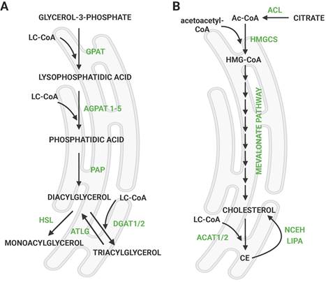 Int J Biol Sci Image