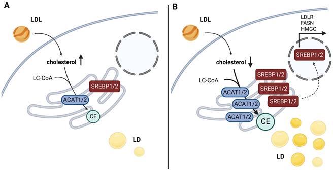 Int J Biol Sci Image