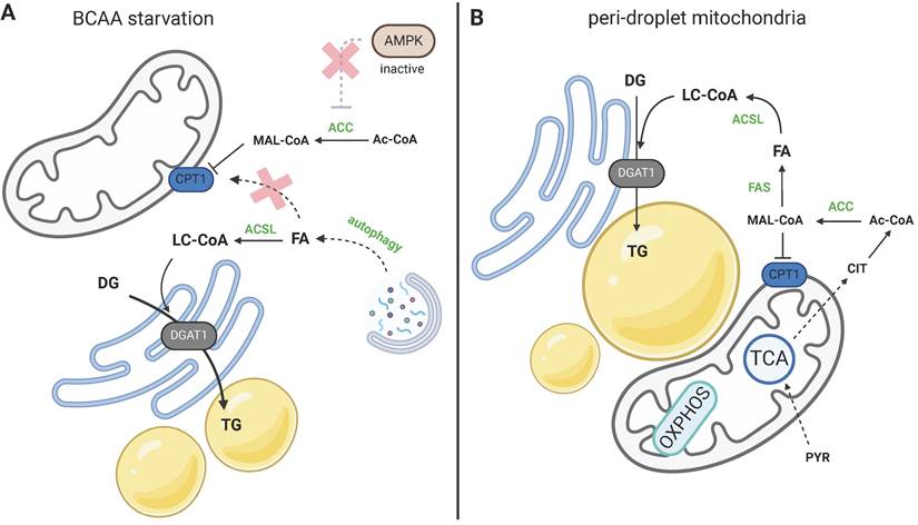 Int J Biol Sci Image