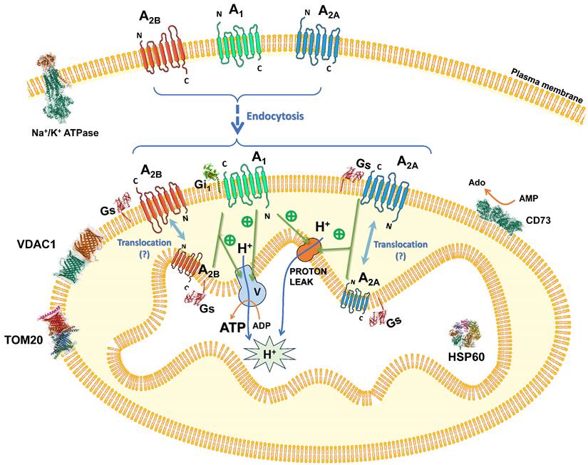 Int J Biol Sci Image