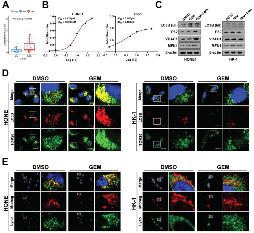 Int J Biol Sci Image