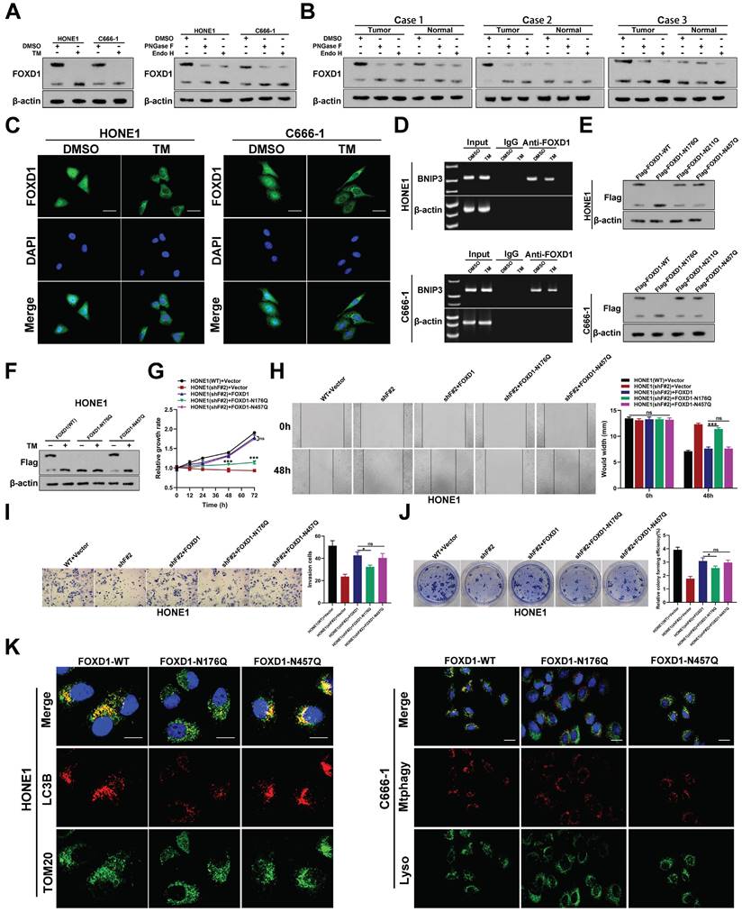 Int J Biol Sci Image