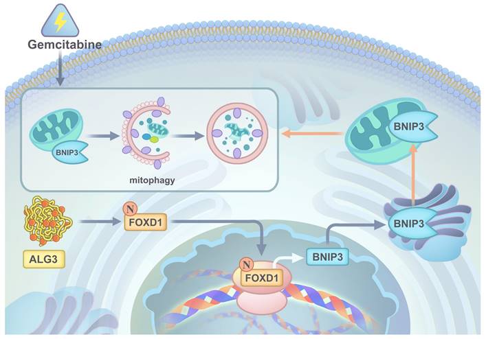 Int J Biol Sci Image