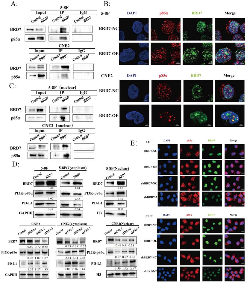 Int J Biol Sci Image