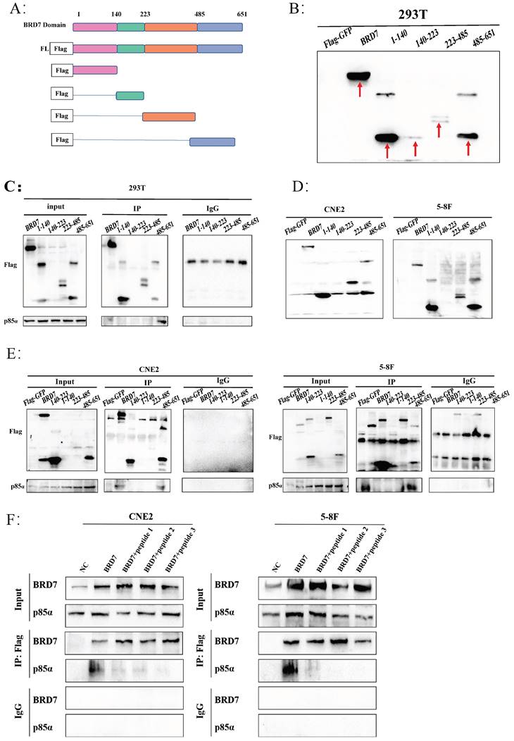 Int J Biol Sci Image