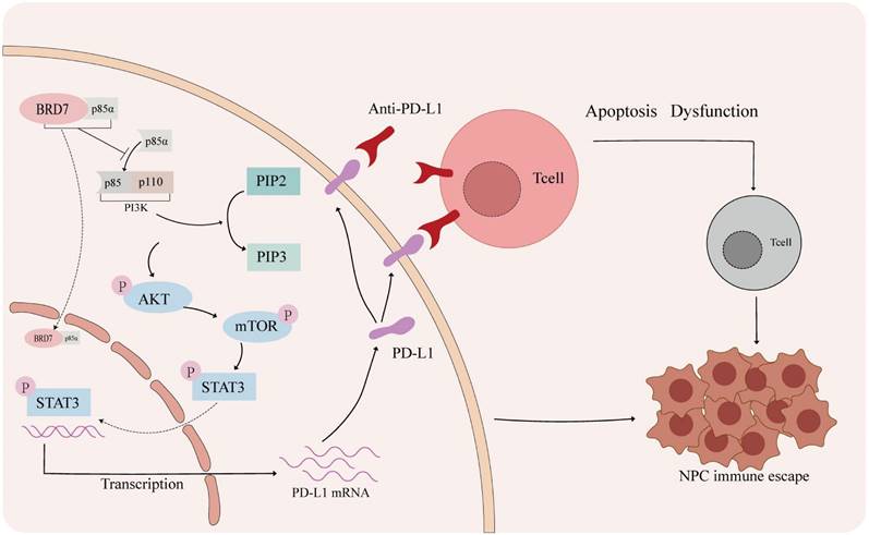 Int J Biol Sci Image