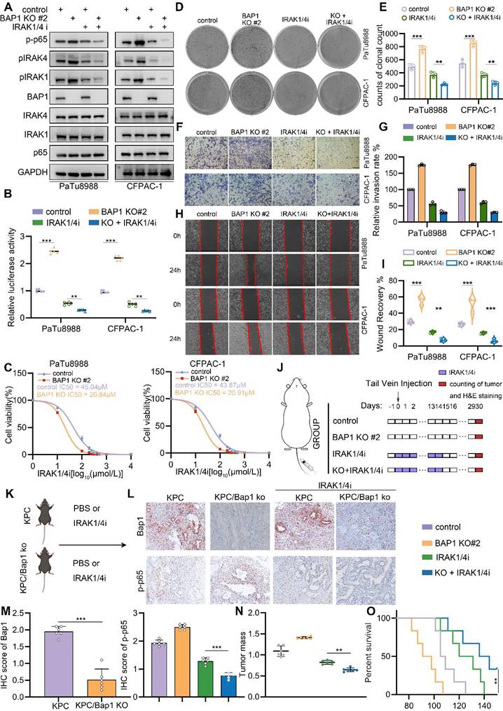 Int J Biol Sci Image