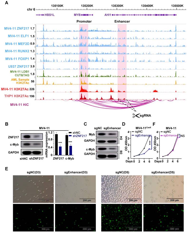 Int J Biol Sci Image