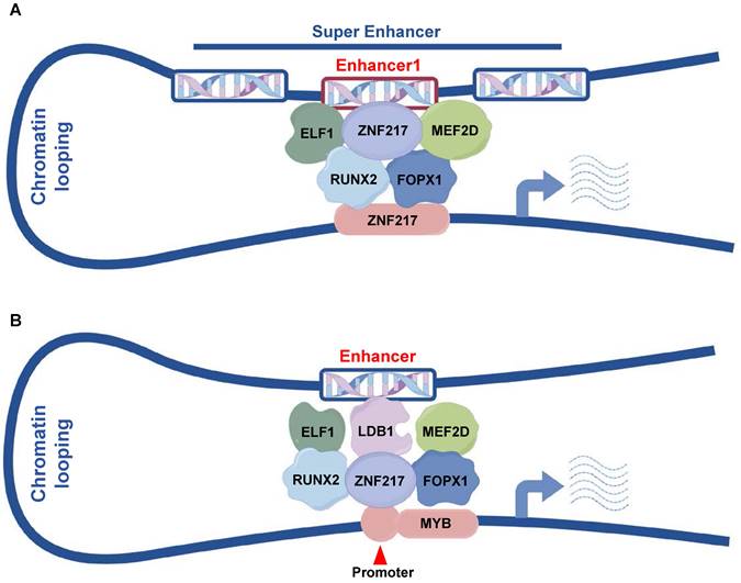 Int J Biol Sci Image