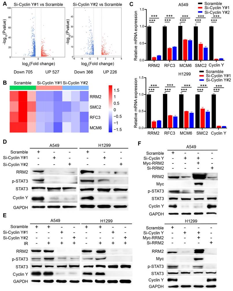 Int J Biol Sci Image