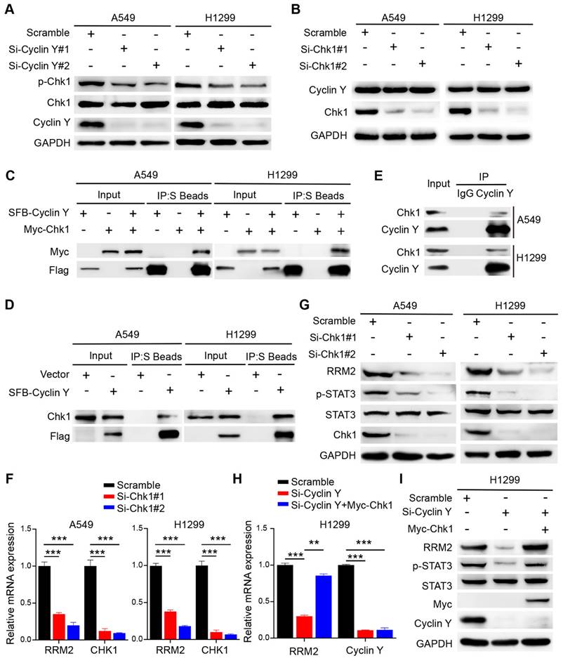 Int J Biol Sci Image