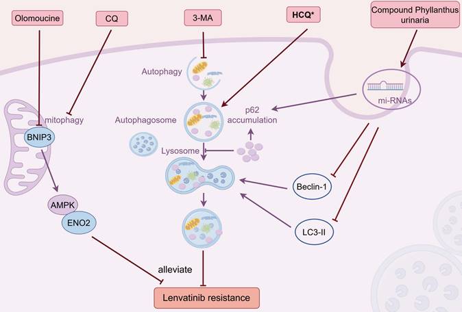 Int J Biol Sci Image