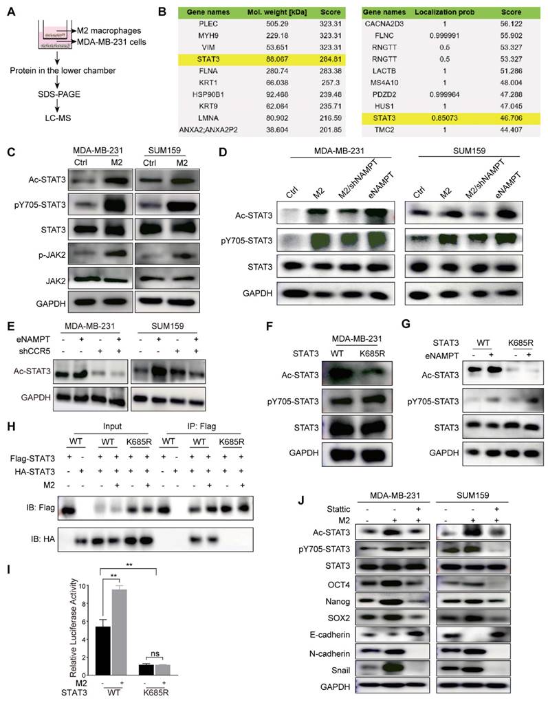 Int J Biol Sci Image