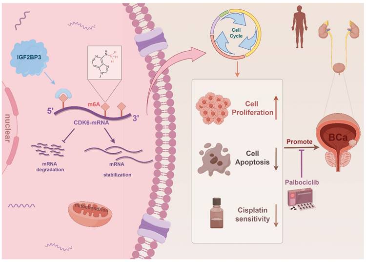 Int J Biol Sci Image