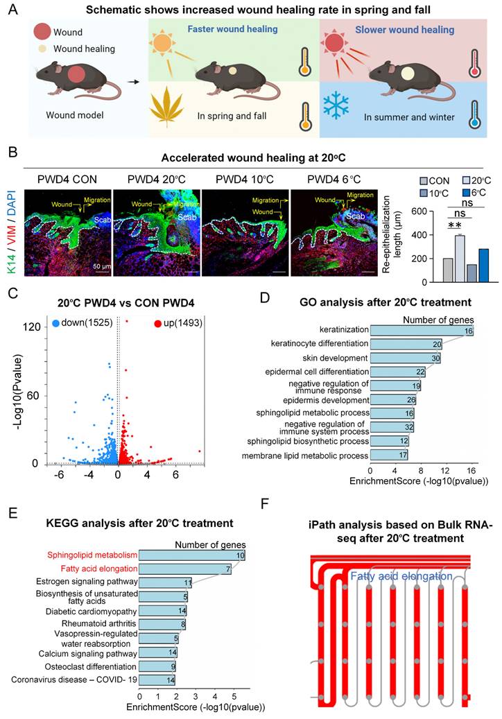 Int J Biol Sci Image