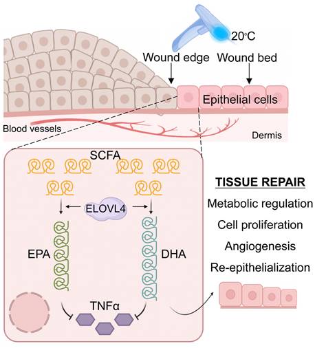 Int J Biol Sci Image