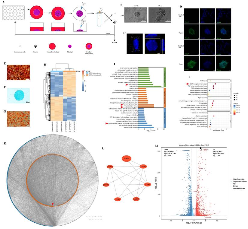 Int J Biol Sci Image