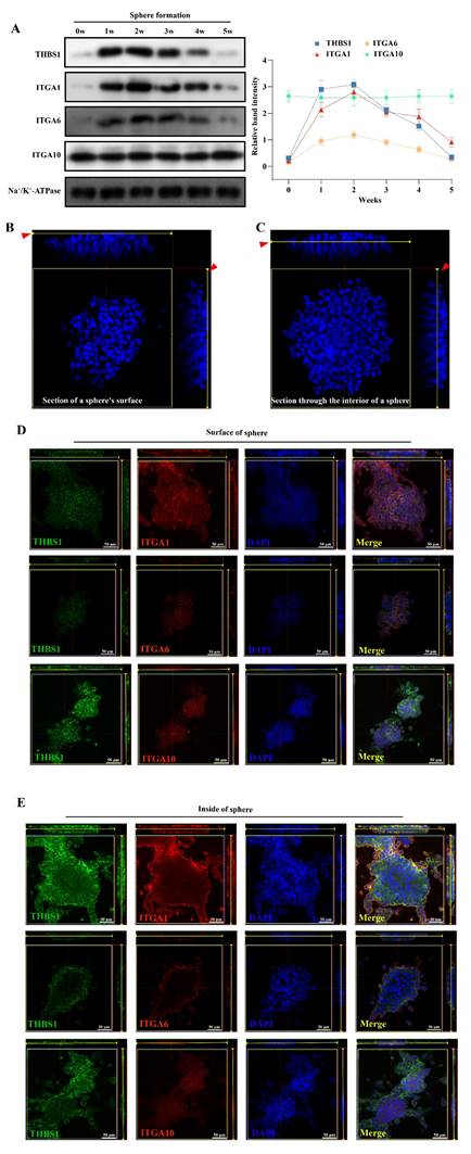 Int J Biol Sci Image